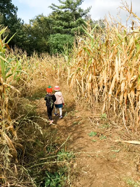 corn maze