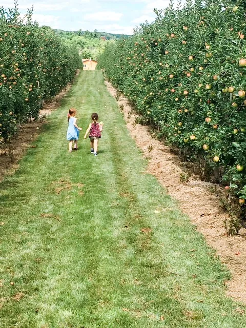 apple picking