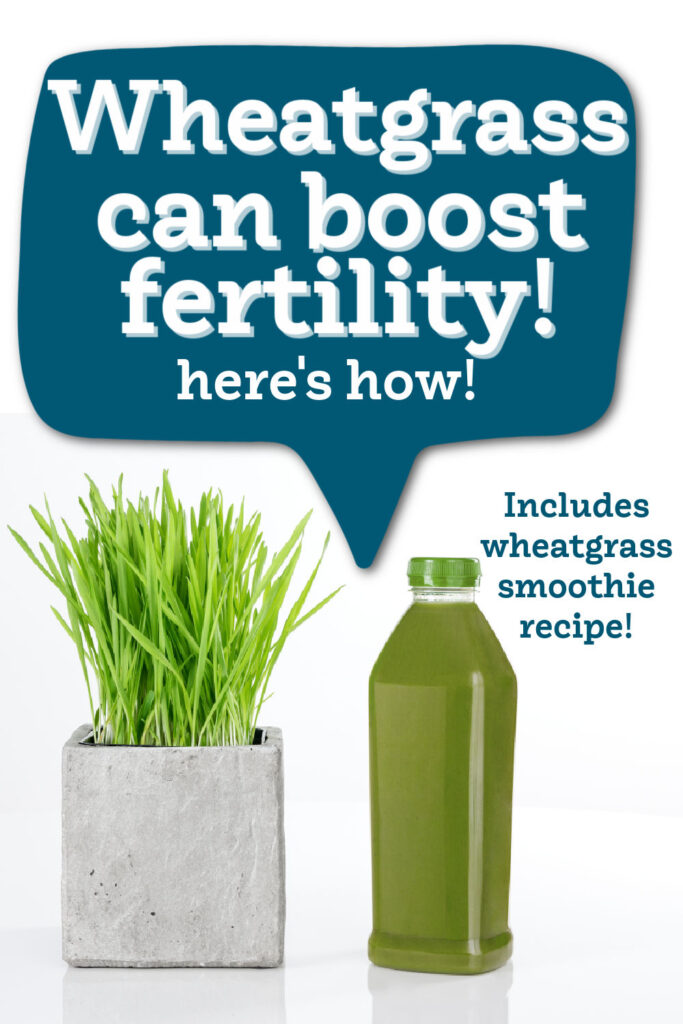 The Incredible Benefits Of Wheatgrass For Fertility Seaside Sundays