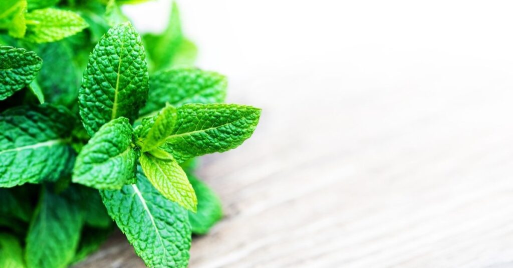 Using Spearmint For PCOS What You Need To Know   Spearmint Pcos 1024x536 