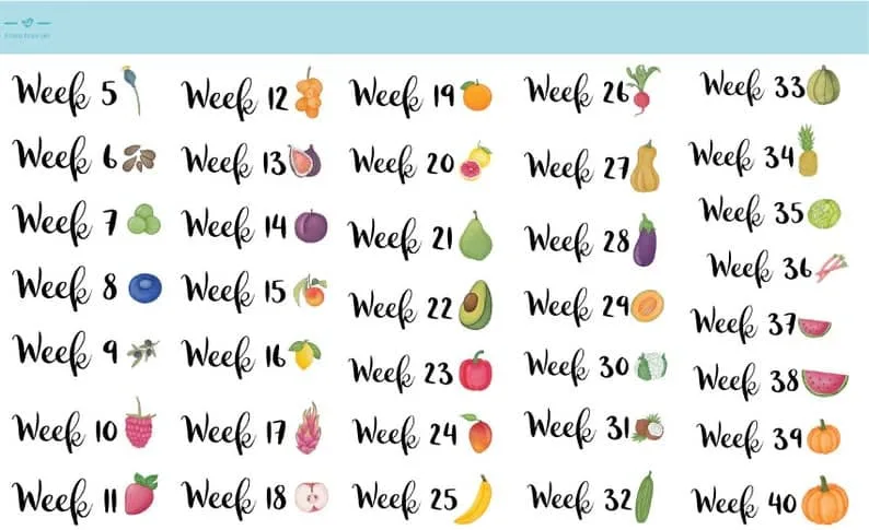 baby fruit size chart