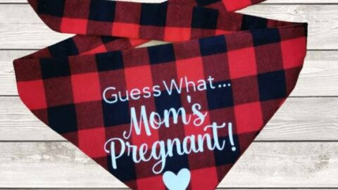 Christmas pregnancy announcement for dog