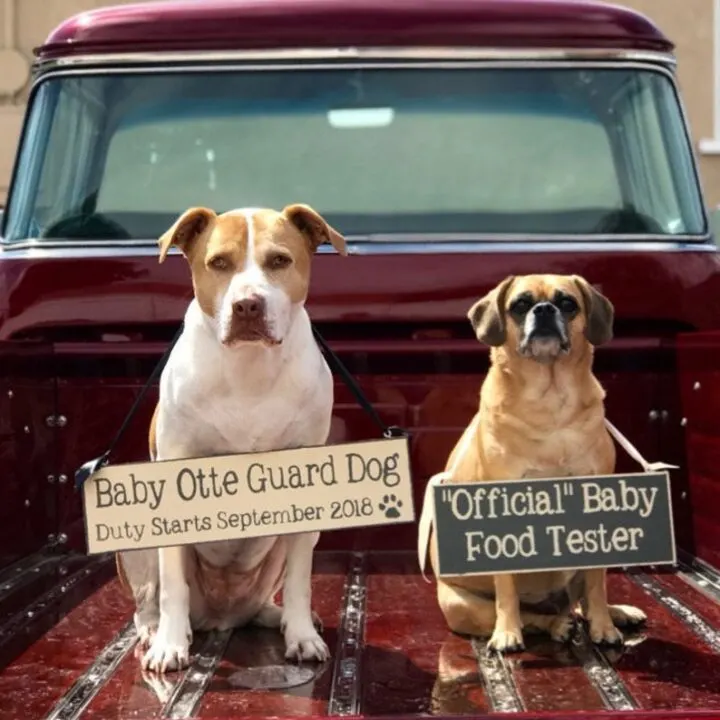 pet pregnancy announcement