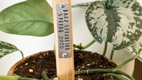 Mother's day pregnancy announcement plant -Mother's Day Pregnancy Announcement Ideas