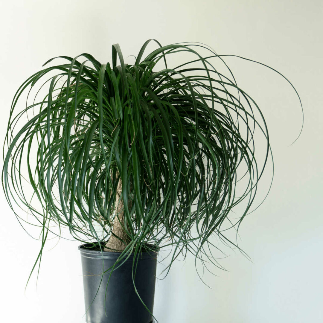 The Best Plants for Baby's Nursery