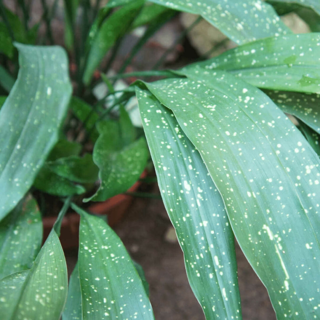 The Best Plants for Baby's Nursery