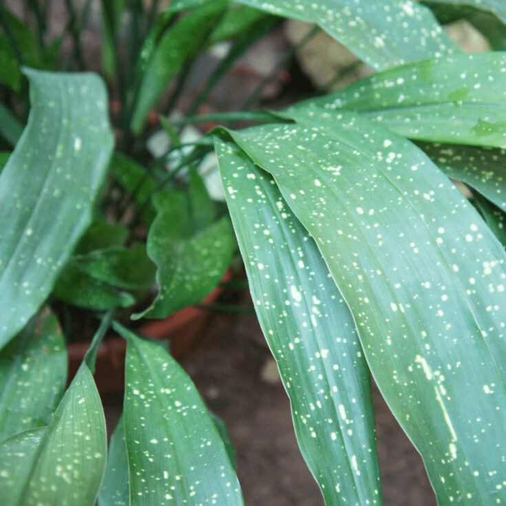 The Best Plants for Baby's Nursery