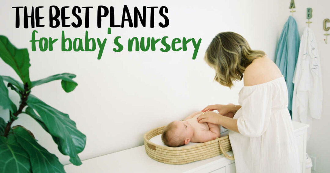 The Best Plants for Baby's Nursery