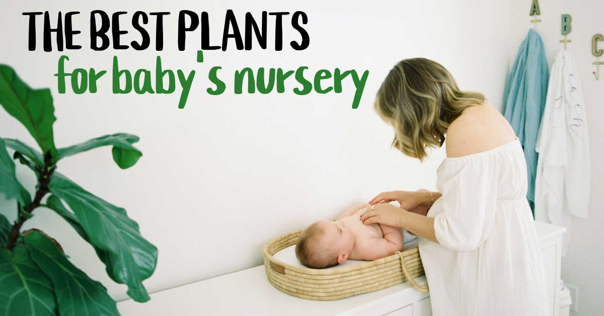 BEST PLANTS FOR BABYS NURSERY