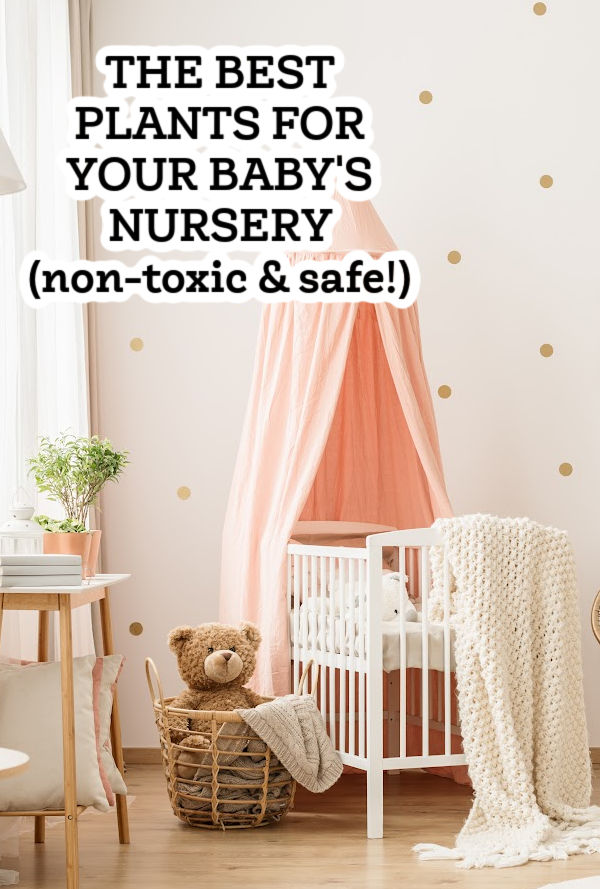 The Best Plants for Baby's Nursery