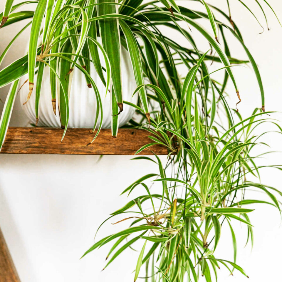 The Best Plants for Baby's Nursery