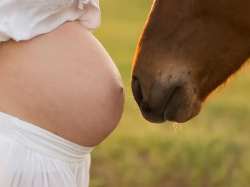 horse pregnancy announcement