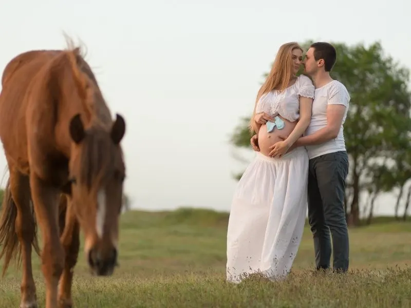 horse pregnancy announcement