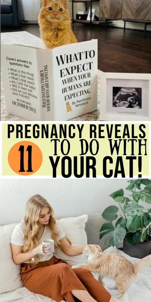 cat pregnancy announcement ideas