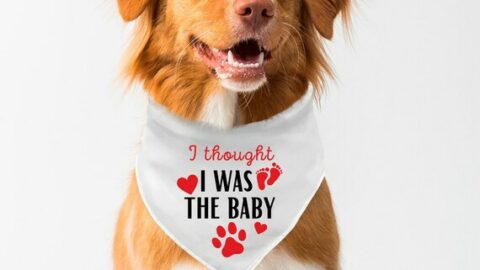 Image for I Thought I Was Your Baby