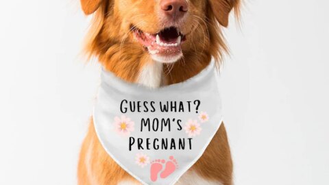 Image for Guess What? Mom's Pregnant