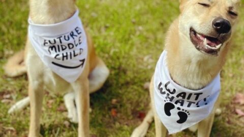 Image for New Baby Pregnancy Announcement For Two Dogs
