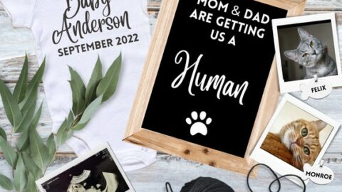 pregnancy announcement with cats