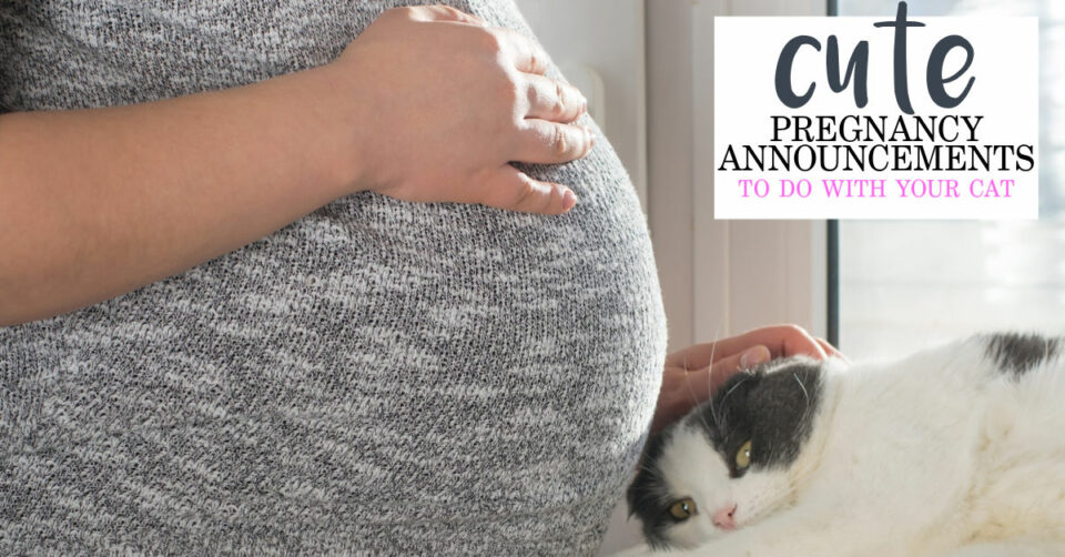Pregnancy Announcement With Cats (11 Cat Themed Baby Announcements)
