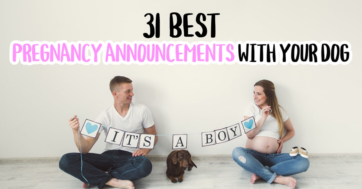pregnancy announcement with dogs