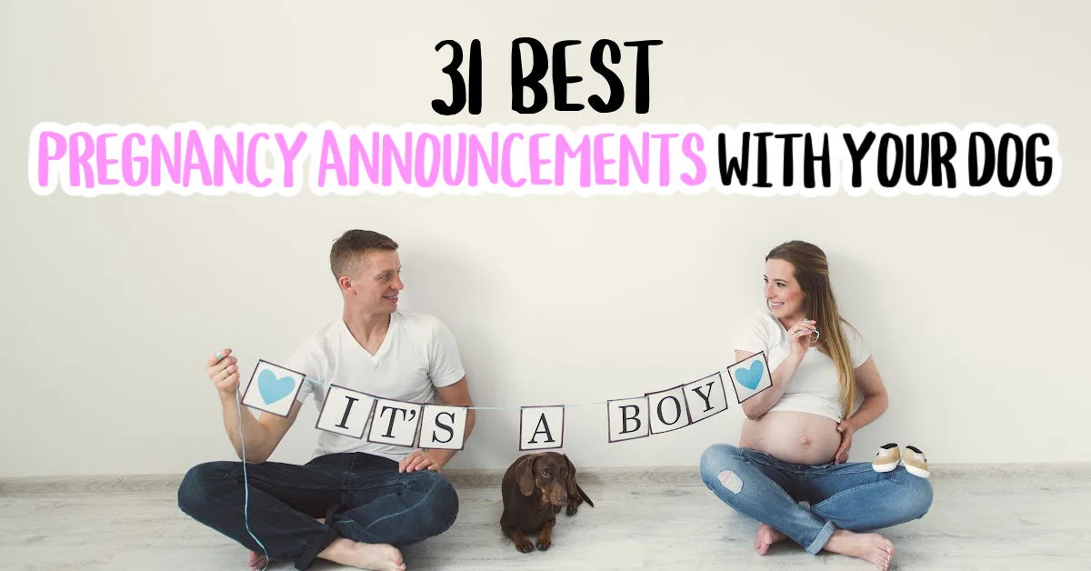 pregnancy announcement with dogs