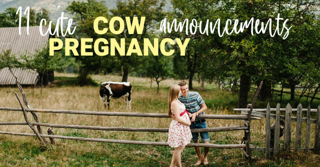 cow pregnancy announcement
