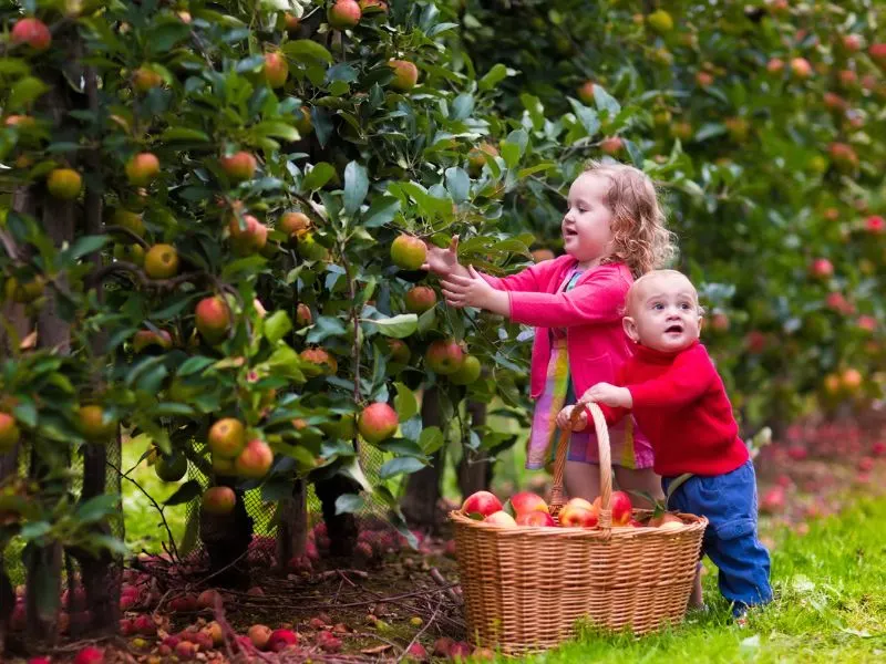 Thanksgiving Photo Ideas For Toddlers