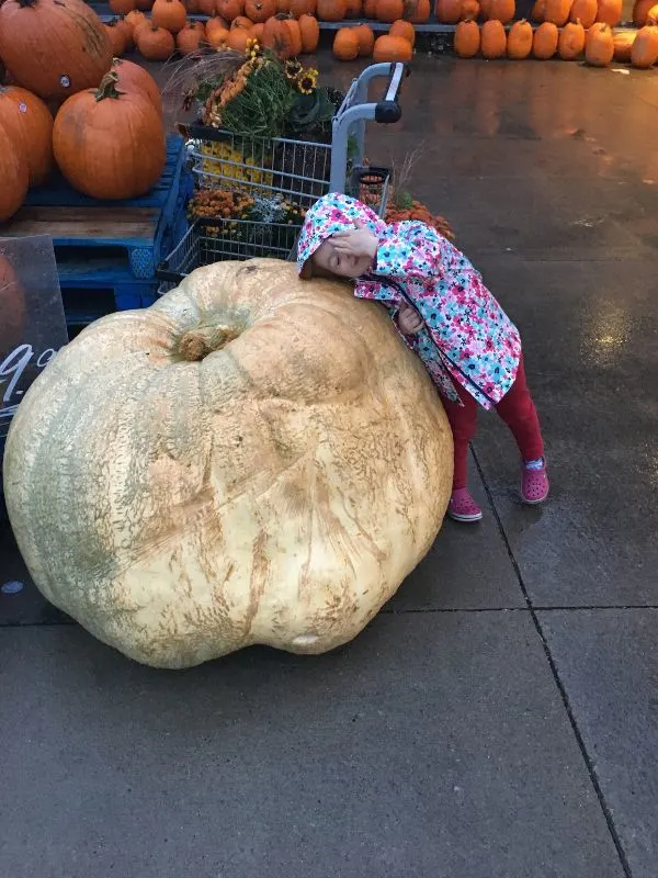 pumpkin weight guessing game